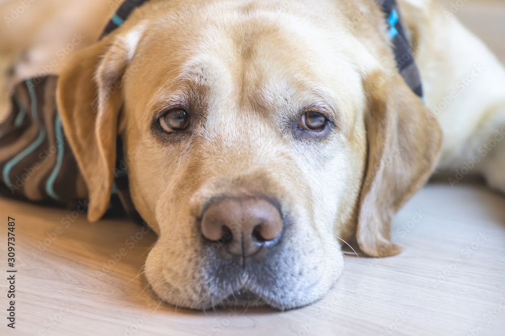 Cute white Labrador retriever dog is lying on the floor at home Cute white Labrador retriever dog is lying on the floor at home