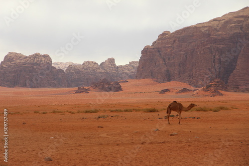 desierto en Jordania con camello y montañas al fondo