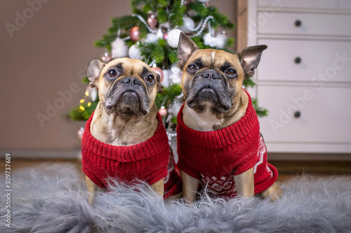 Canvas Print Pair of French Bulldog dogs wearing matching red knitted Christmas sweater sitti