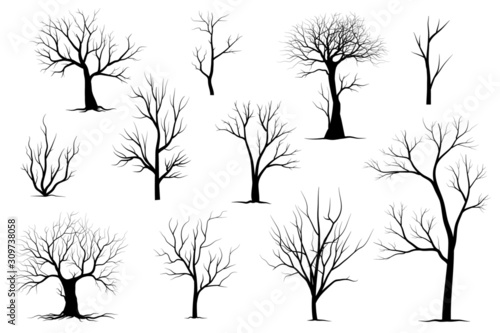 silhouette of tree