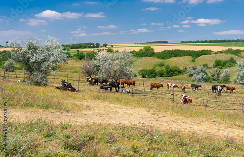 Summer landscape with open stall for cattle in Ukrainian rural area © Yuri Kravchenko