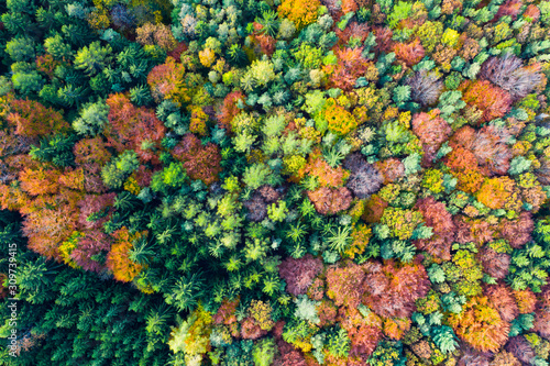 Impressive colorful autumn landscape of trees