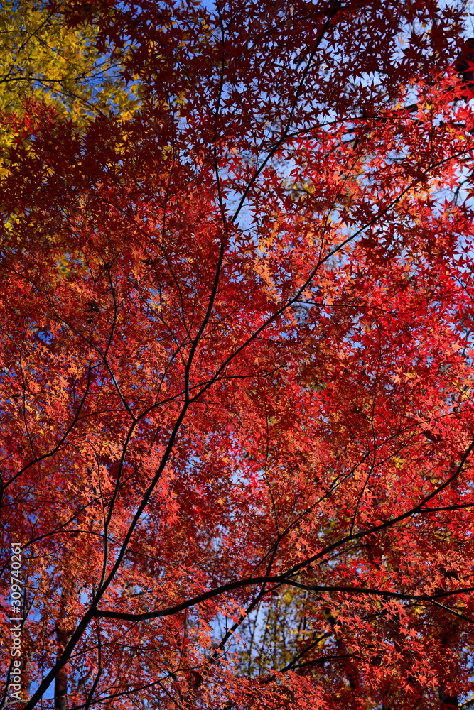 Autumn leaves photograph taken in Japan