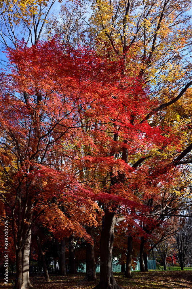 Autumn leaves photograph taken in Japan Autumn leaves photograph taken in Japan