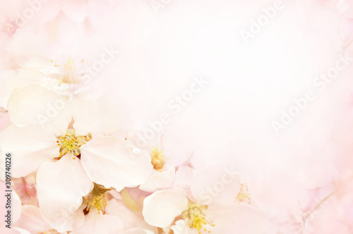 Spring blossom/springtime apple bloom, bokeh flower background, pastel and soft floral card, toned 