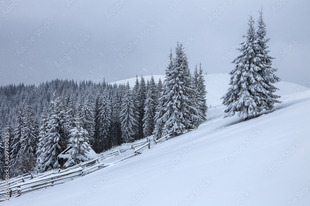 Old wooden hut on the lawn covered with snow. Majestic winter scenery. Landscape of high mountains and forests. Wallpaper background. Location place Carpathian, Ukraine, Europe.