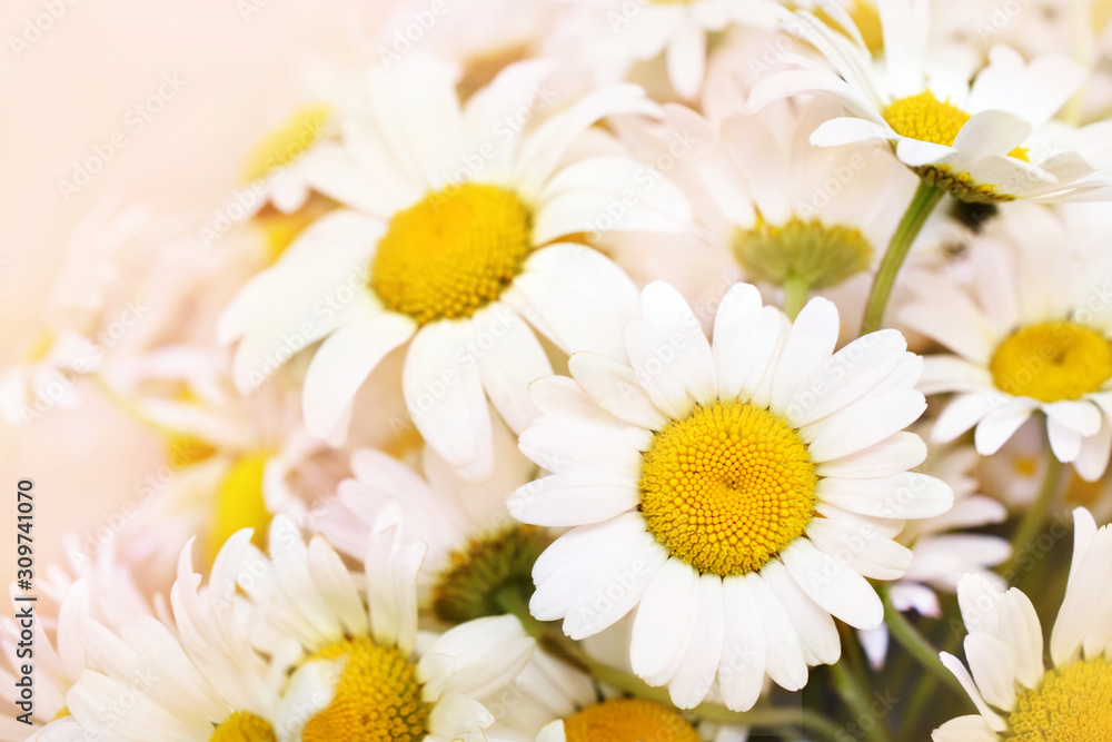 Fototapeta premium Summer blossoming daisies, chamomiles on meadow, selective focus, toned, light bokeh background, pastel and soft flower card