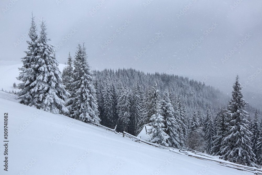 Beautiful landscape on the cold winter foggy morning. High mountain with snow white peaks. Amazing snowy forest. Wallpaper background. Location place Carpathian, Ukraine, Europe.