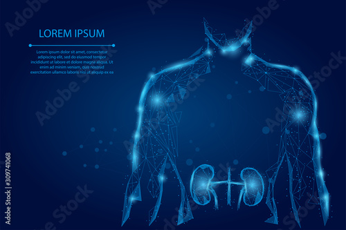 Man silhouette healthy kidneys low poly wireframe. Urology system medicine treatment low poly vector illustration