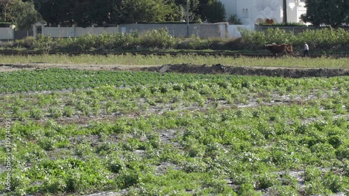 Farmer with a yoke of oxen plowing a field