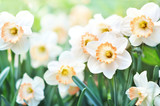 Spring blossoming yellow daffodils, springtime blooming narcissus (jonquil) flowers, shallow DOF