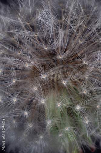 dandelion on black background