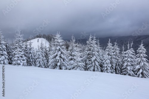 Majestic winter scenery. Beautiful landscape of high mountains and forests. On the lawn covered with snow the spruce trees are standing poured with snowflakes in frosty day. © Vitalii_Mamchuk