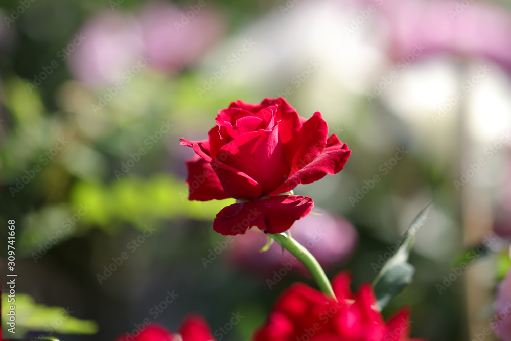 Fototapeta premium Red Rose. Blooming on a bush in the summer on a sunny day 