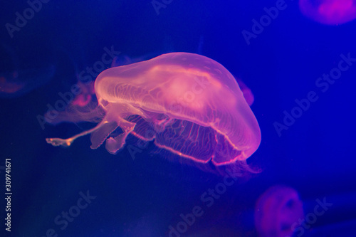 jellyfish in water © Виленария Лиора