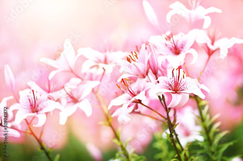 Summer blossoming delicate pink lilies, blooming lilium flowers festive background, shallow DOF, selective focus © ulada