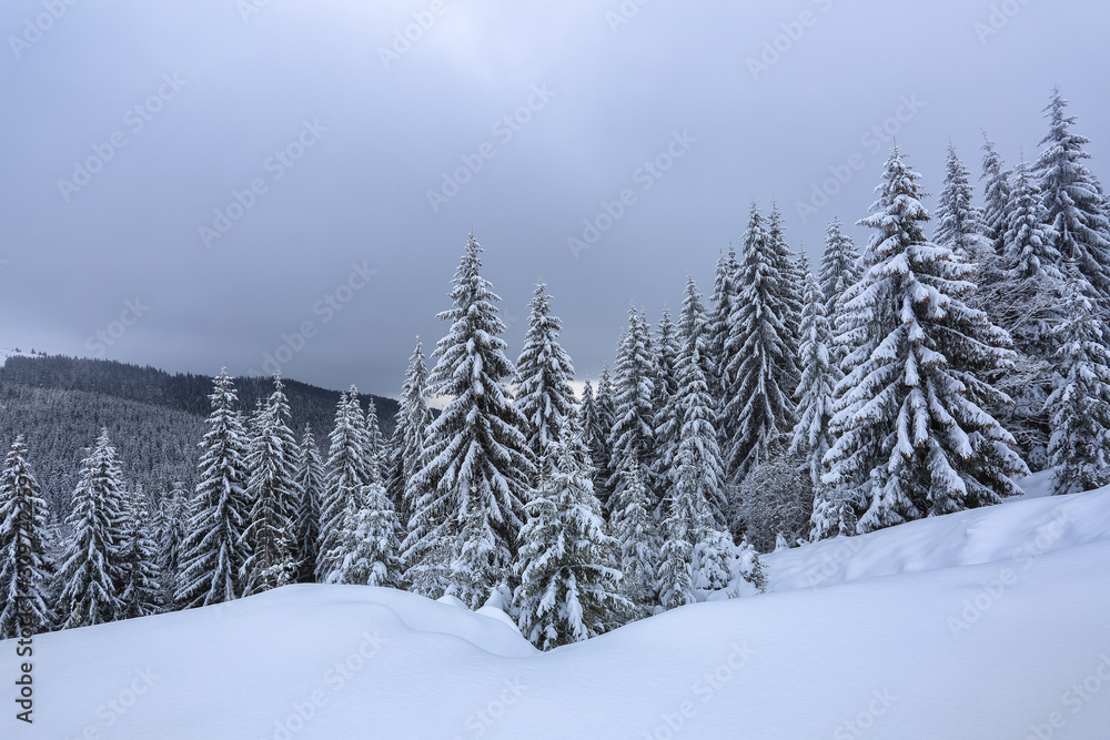 Beautiful landscape on the cold winter foggy morning. High mountain with snow white peaks. Amazing snowy forest. Wallpaper background. Location place Carpathian, Ukraine, Europe.