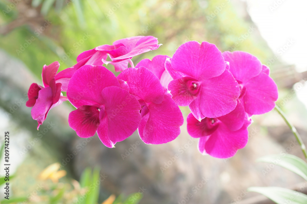 Beautiful pink orchid flower with sunlight in garden at winter or spring day with blurred background Beautiful pink orchid flower with sunlight in garden at winter or spring day with blurred background
