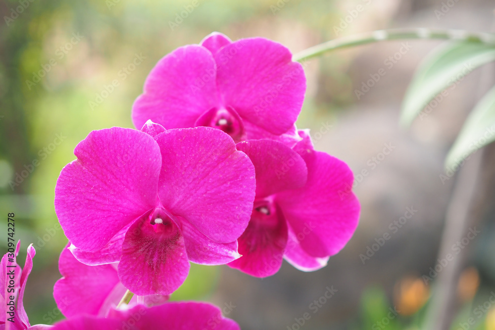 Beautiful pink orchid flower with sunlight in garden at winter or spring day with blurred background Beautiful pink orchid flower with sunlight in garden at winter or spring day with blurred background