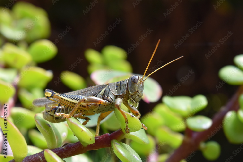 Fototapeta premium saltamontes