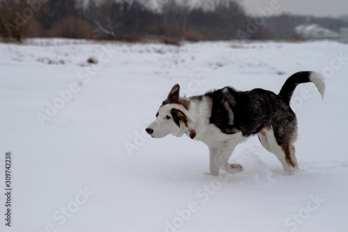  dog playing in snow