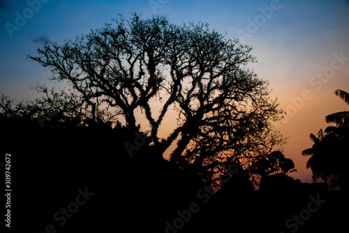 silhouette of a tree at sunset