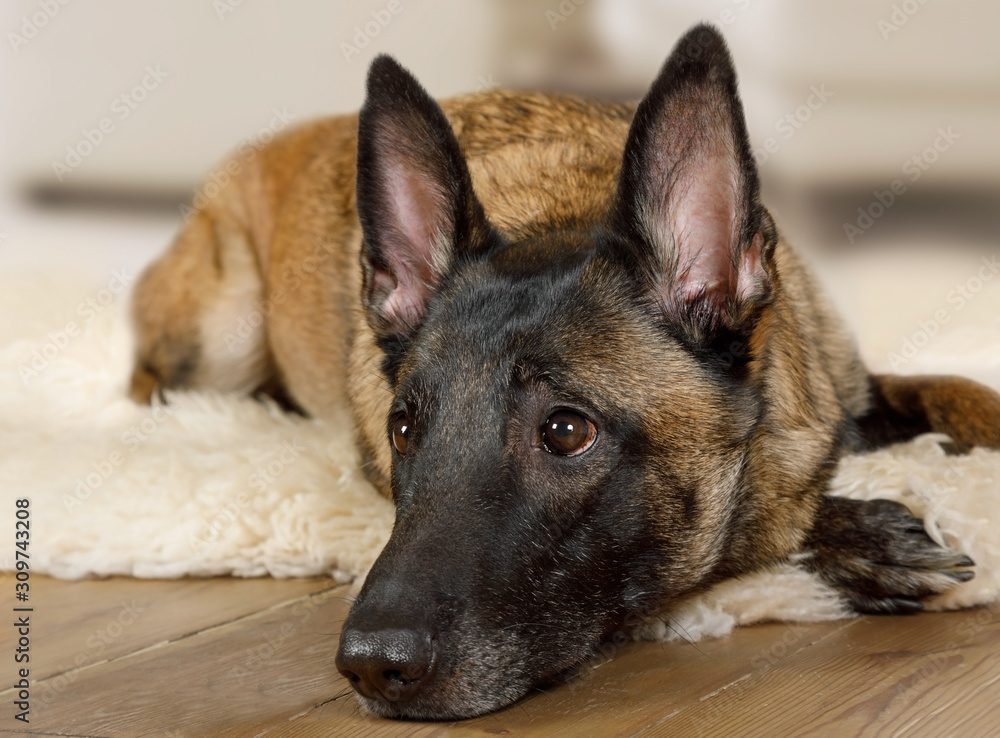 Belgian shepherd dog Malinois dog lying on a fur rug Belgian shepherd dog Malinois dog lying on a fur rug