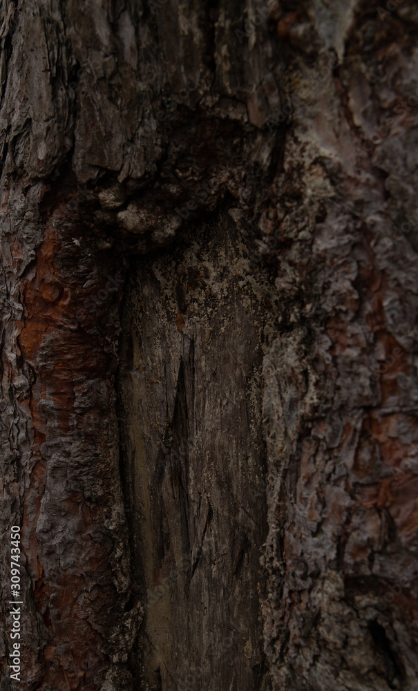 Grey bark of a tree texture Grey bark of a tree texture