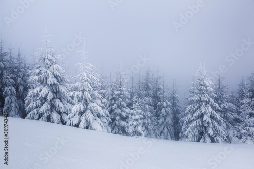 Beautiful landscape on the cold winter foggy morning. High mountain with snow white peaks. Amazing snowy forest. Wallpaper background. Location place Carpathian, Ukraine, Europe.