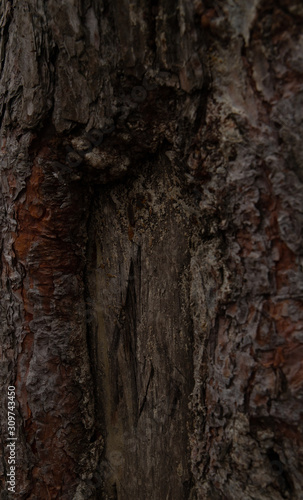 Grey bark of a tree texture
