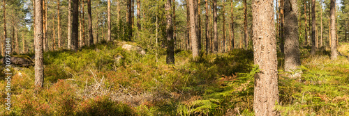 Wald in Schweden Smaland