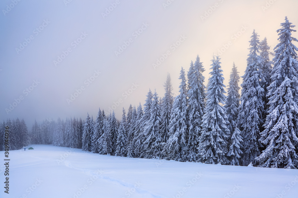 Majestic winter scenery. Mystery forest. On the lawn covered with snow there is a trodden path leading to the trees in the snowdrifts and green tent. Location place Carpathian, Ukraine, Europe.