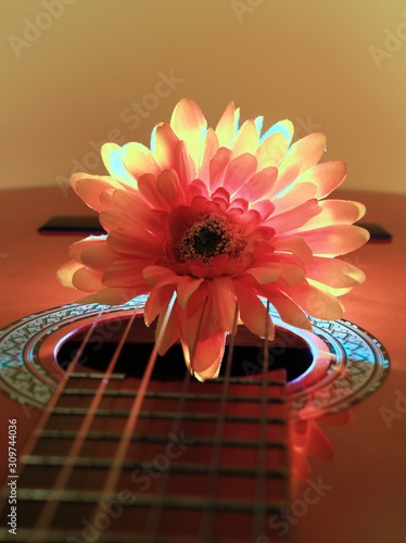 Chrysanthemum on guitar with background lighting
