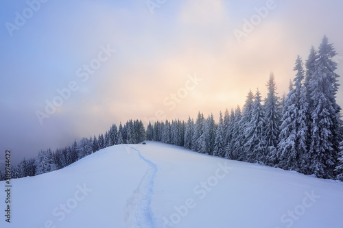 Majestic winter scenery. Mystery forest. Beautiful sunrise. Sun rays lighten up the sky with cloud orange color. Wallpaper background. Location place Carpathian, Ukraine, Europe.
