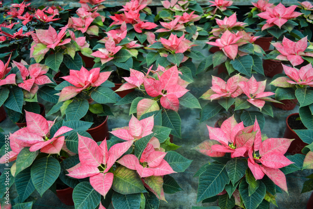 Flower carpet of bright pink with white poinsettia (known as the Christmas or Bethlehem star) with variegated leaves. Variety da vinci, jester or cortez pink. Festive and flower background Flower carpet of bright pink with white poinsettia (known as the Christmas or Bethlehem star) with variegated leaves. Variety da vinci, jester or cortez pink. Festive and flower background
