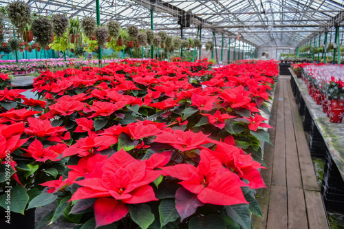 A huge number of bright red poinsettia flowers at the Christmas sale in the greenhouse of the flower shop. on the right - the same flowers in a festive package. On a blurred background other bright pl
