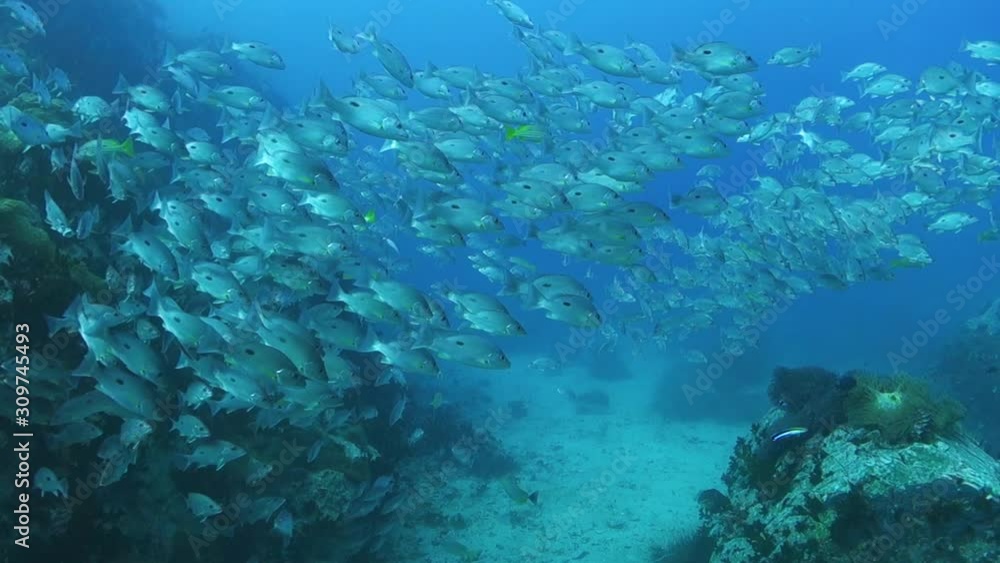 Large shoal of one-spot snappers swimming around a deep dive site in the Gulf of Thailand. Large shoal of one-spot snappers swimming around a deep dive site in the Gulf of Thailand.