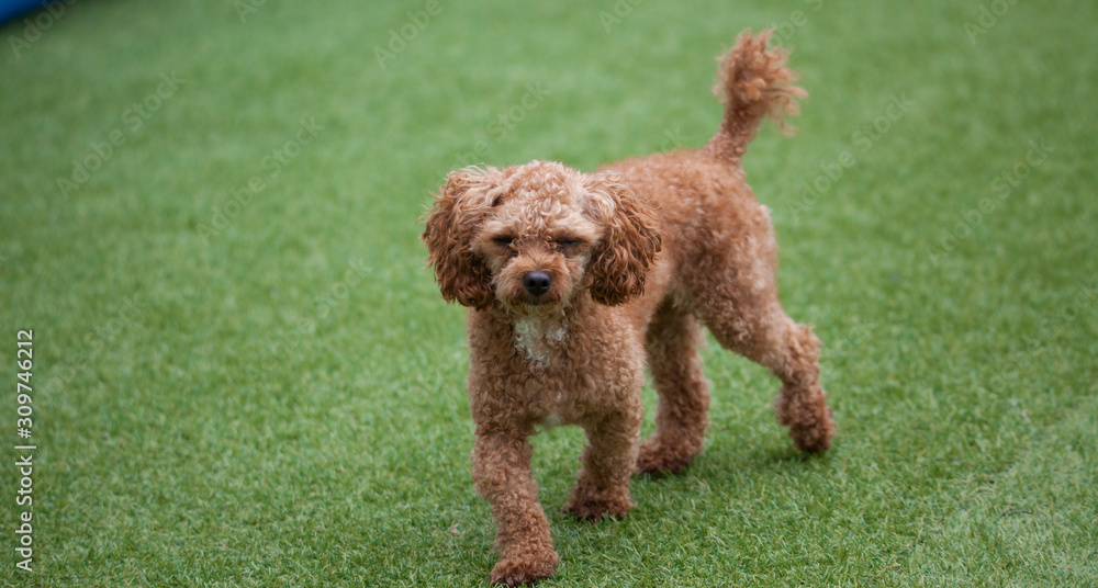 Toy poodle in a private playground Toy poodle in a private playground