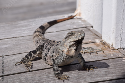 Relaxter Leguan 