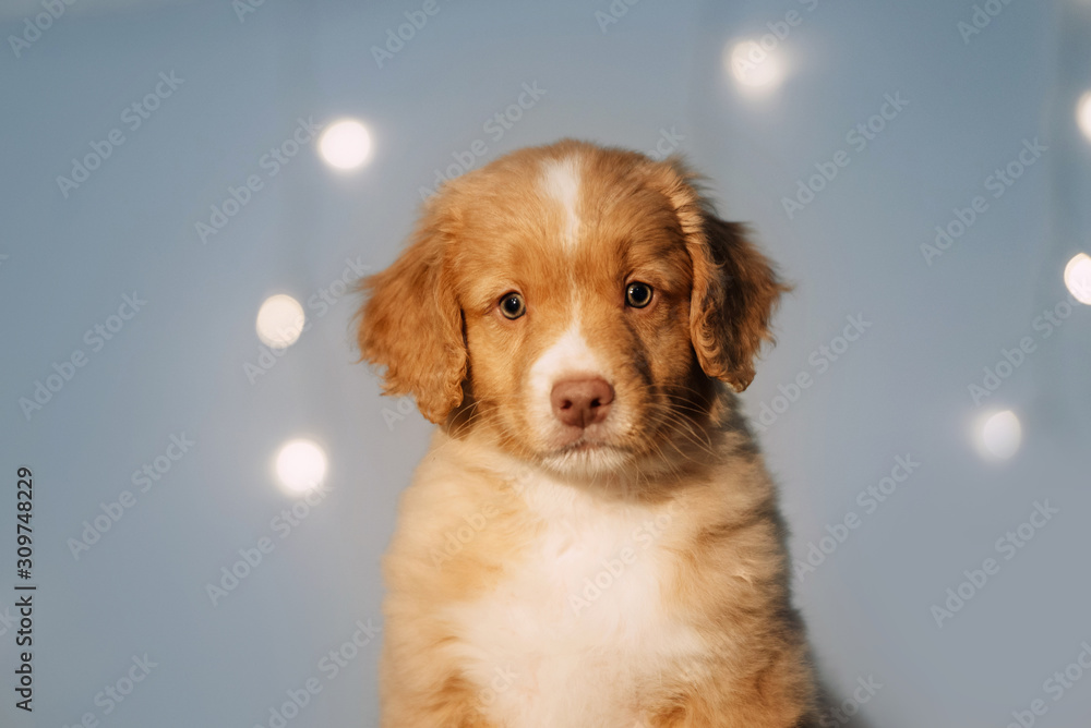 toller retriever puppy portrait indoors with led lights