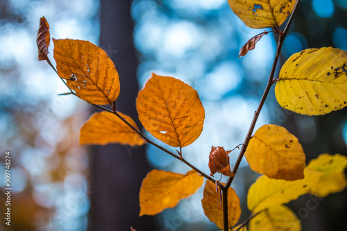Close up image of orange autumn leaves at soft golden light in forrest.