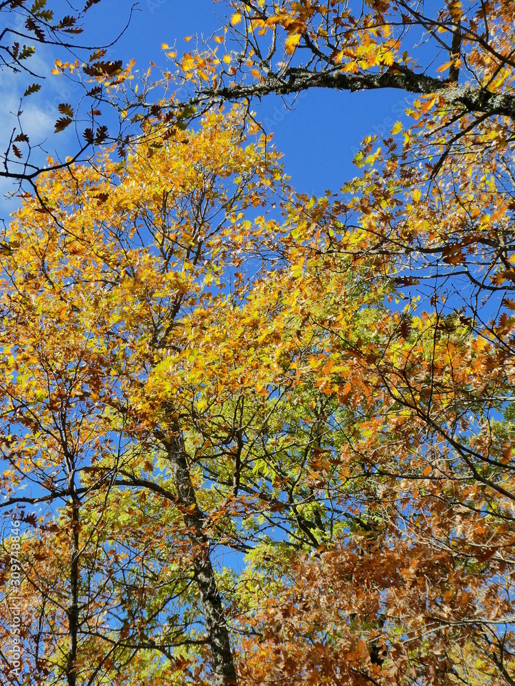 Fototapeta premium Otoño