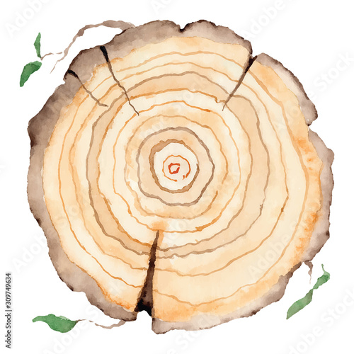 Wood slice. Tree rings. Watercolor illustration.  