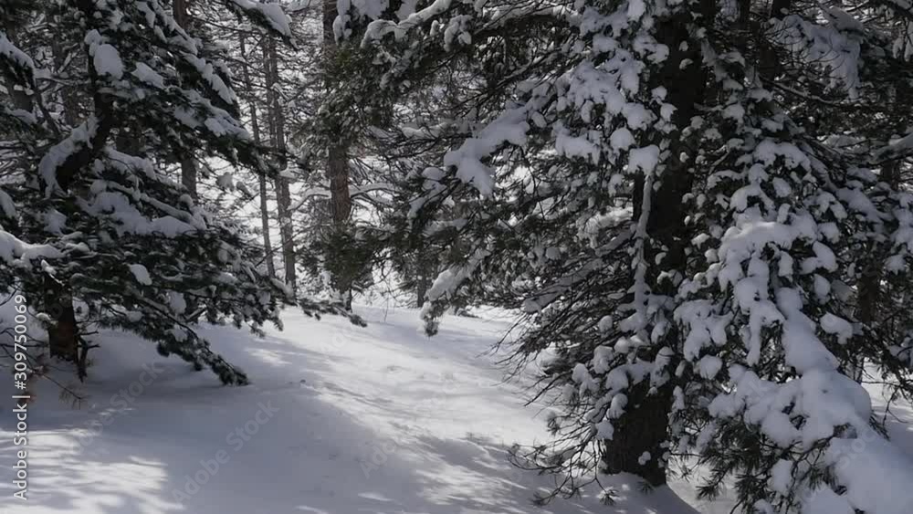 Winter Forest Immersion South Alps France Winter Forest Immersion South Alps France