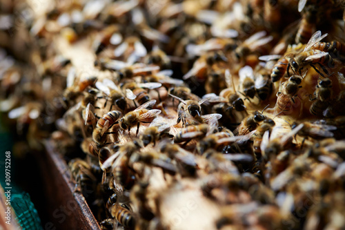 Apiary  beehive farm and beekeeping 