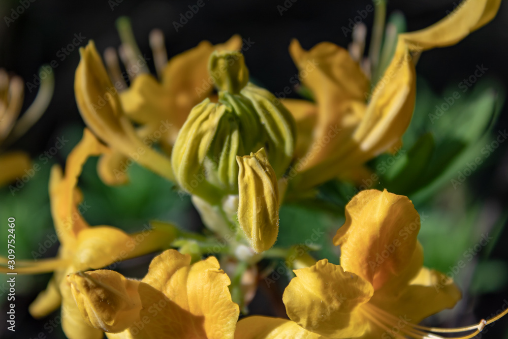  Azalee , Gelbe Azalee, Pontische Azalee 