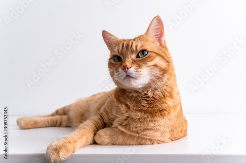 Ginger cat lying on white table and looking in camera peacefully. Cute cat with green eyes. At the veterinarian. Patient pet