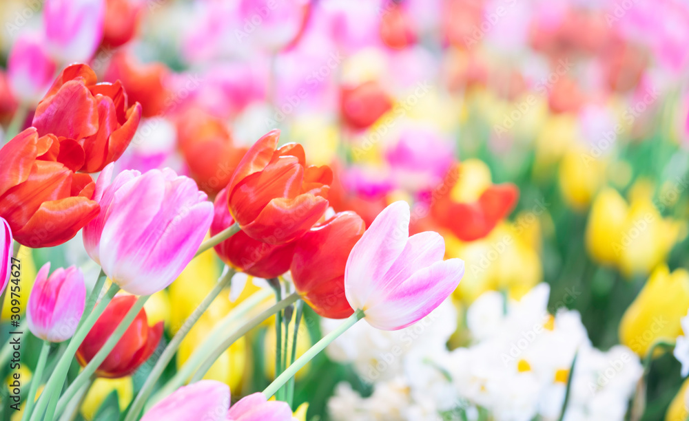 Beautiful colorful various tulips at garden with blurry background, tulip flowers blooming in tulip field in the morning, beauty flower for your use happy new year postcard concept.