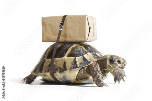Turtle with shipping box on a back, isolated on white. Delivery concept. Selective focus.