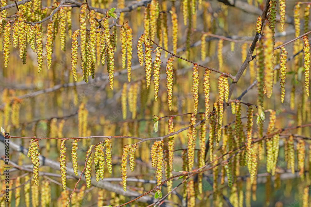 Männliche Blüten der Hainbuche, Carpinus betulus Männliche Blüten der Hainbuche, Carpinus betulus
